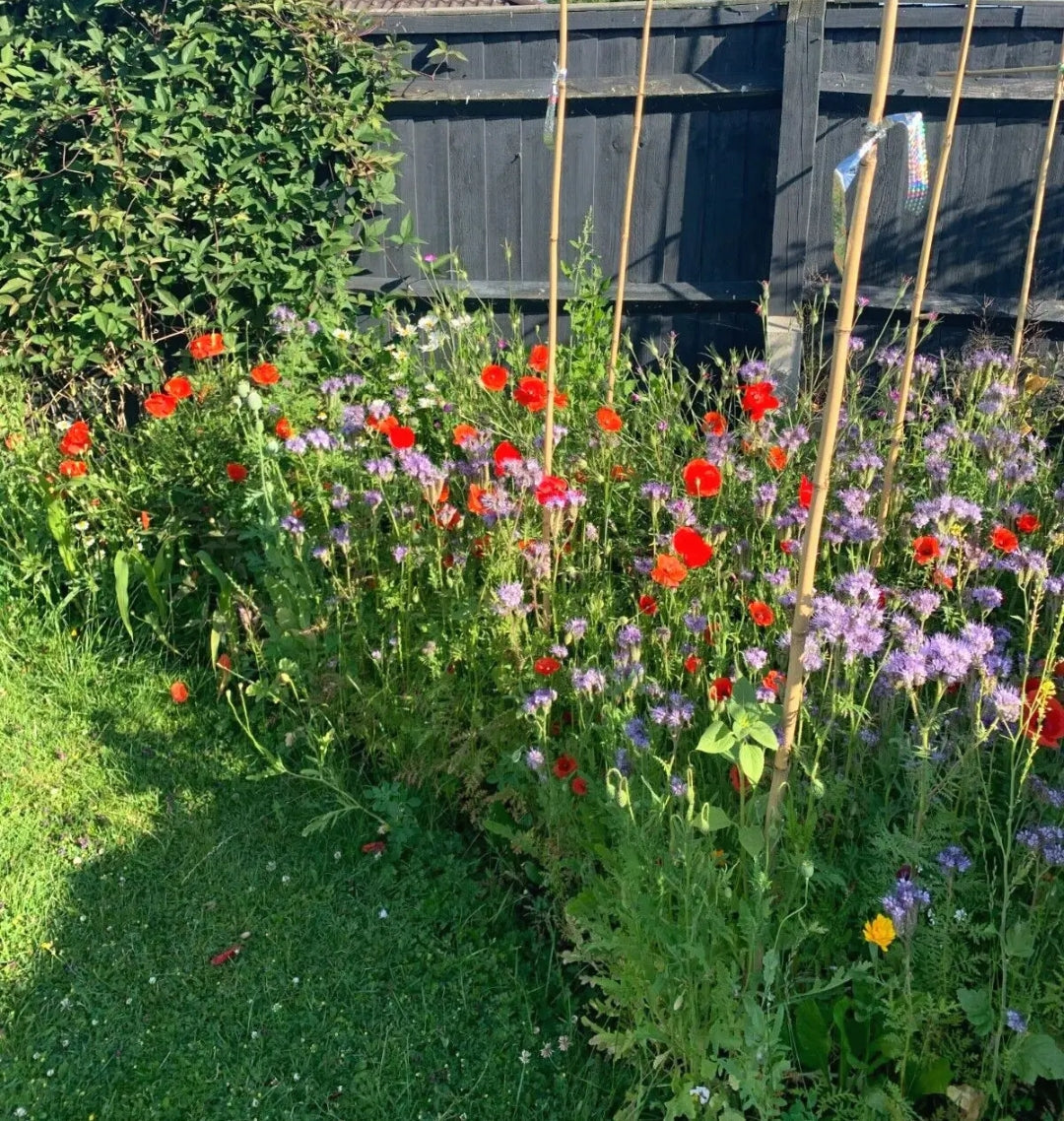 Red Poppy Corn Poppy  5000 Seeds Papaver Flanders FREE