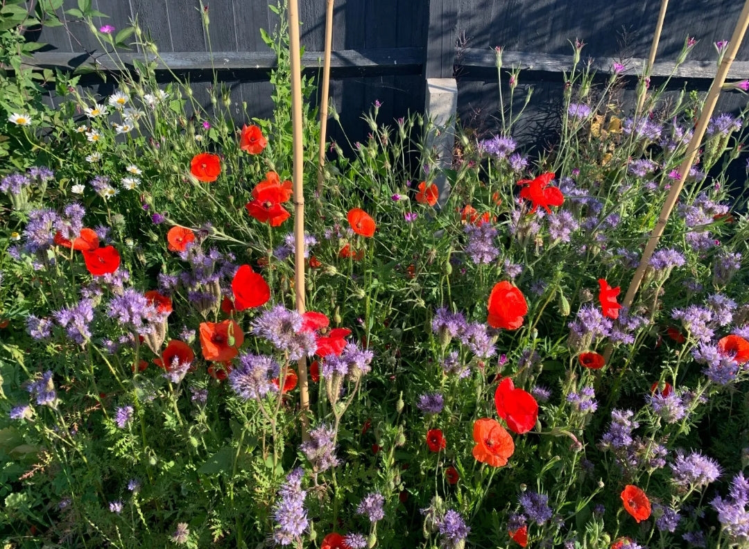 Red Poppy Corn Poppy  5000 Seeds Papaver Flanders FREE