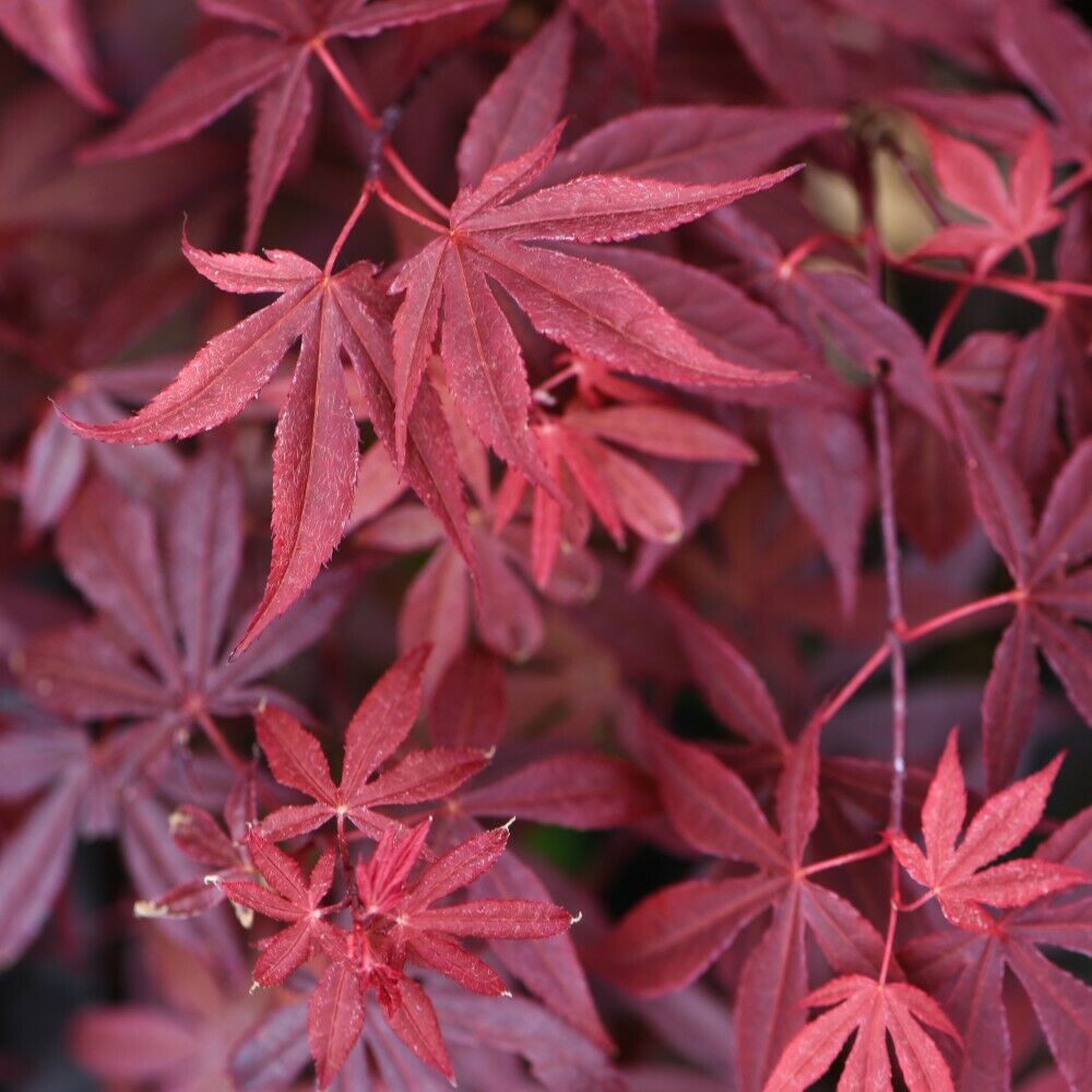 Acer Palmatum Atropurpureum Hardy Japanese Garden Maple Tree 10.5cm potted plant