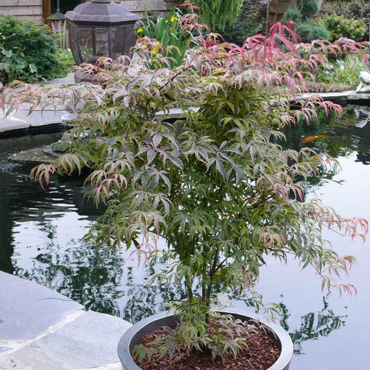 Acer Palmatum 'Shirazz' Japanese Maple Tree 3L Pot 25-30cm