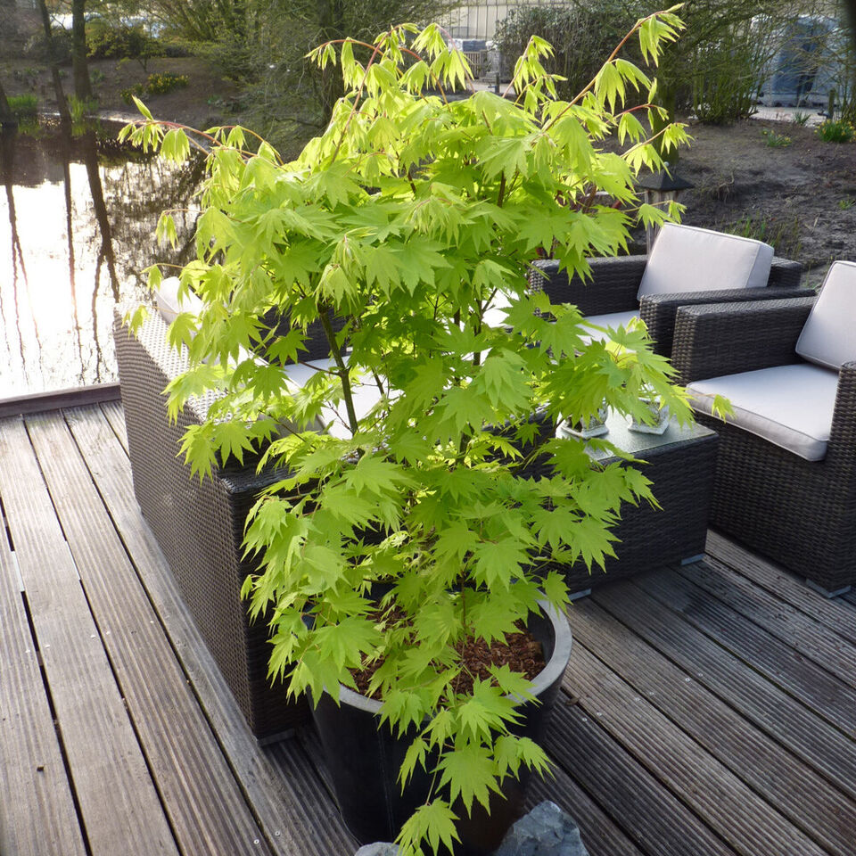 Japanese Maple Acer shirasawanum 'Jordan' in a 3L Pot 40-50cm tall