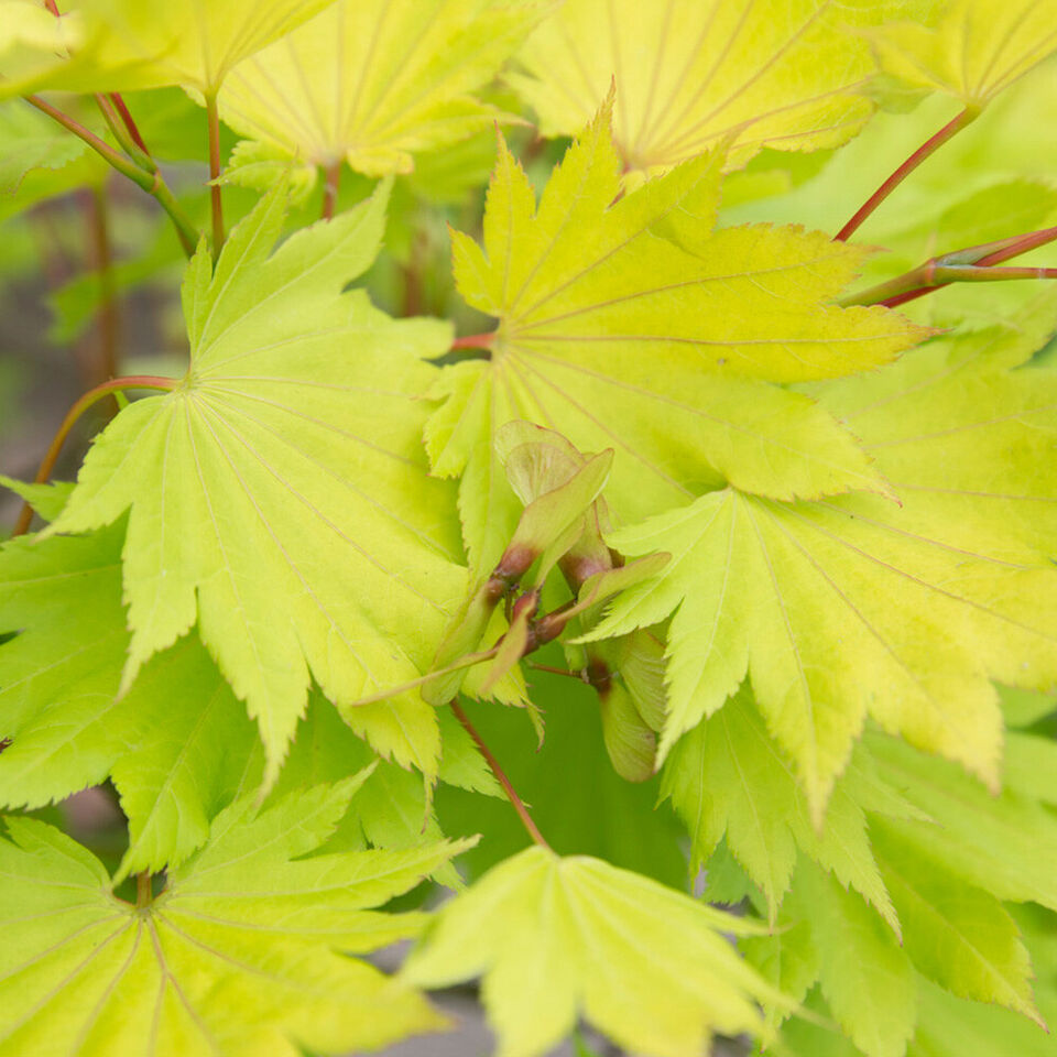 Japanese Maple Acer shirasawanum 'Jordan' in a 3L Pot 40-50cm tall