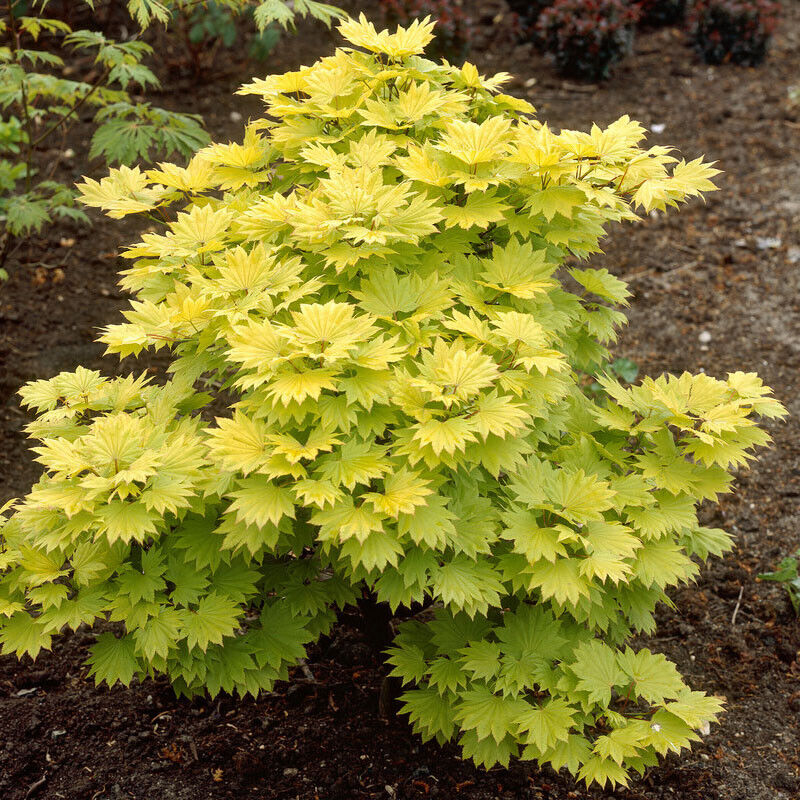 Japanese Maple Acer shirasawanum 'Jordan' in a 3L Pot 40-50cm tall