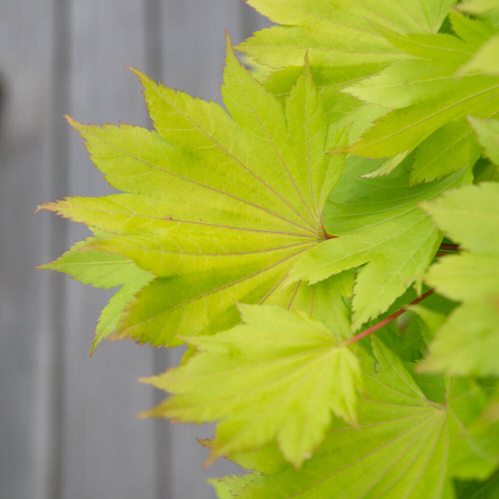 Japanese Maple Acer shirasawanum 'Jordan' in a 3L Pot 40-50cm tall