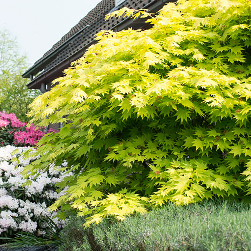 Japanese Maple Acer shirasawanum 'Jordan' in a 3L Pot 40-50cm tall