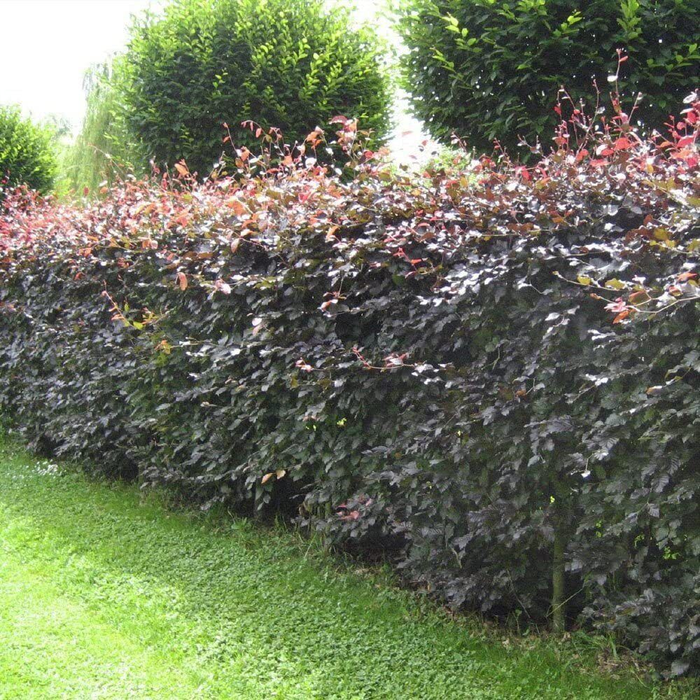 10 Purple Copper Beech Garden hedge plants semi-evergreen bare root hedging 2-3ft