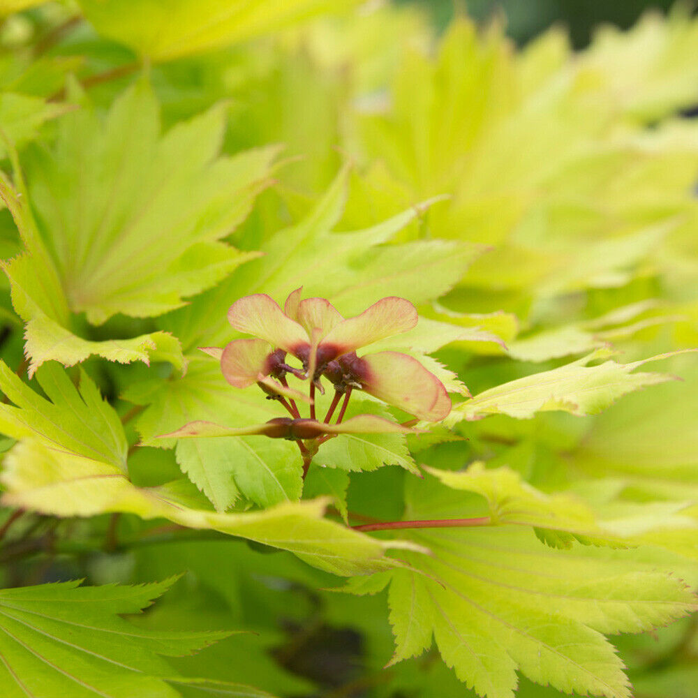 Japanese Maple Acer shirasawanum 'Jordan' in a 3L Pot 40-50cm tall