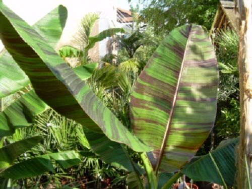 10 X MUSA SIKKIMENSIS Banana Plant Tropical Seeds VERY FROST HARDY