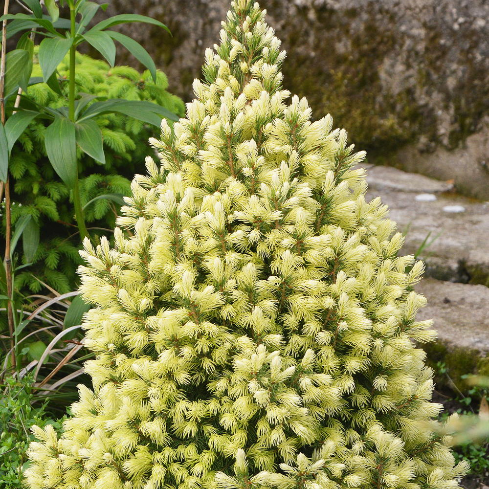 Picea glauca 'Daisy's White' Compact Evergreen Conifer Garden Plant | 9cm Pots