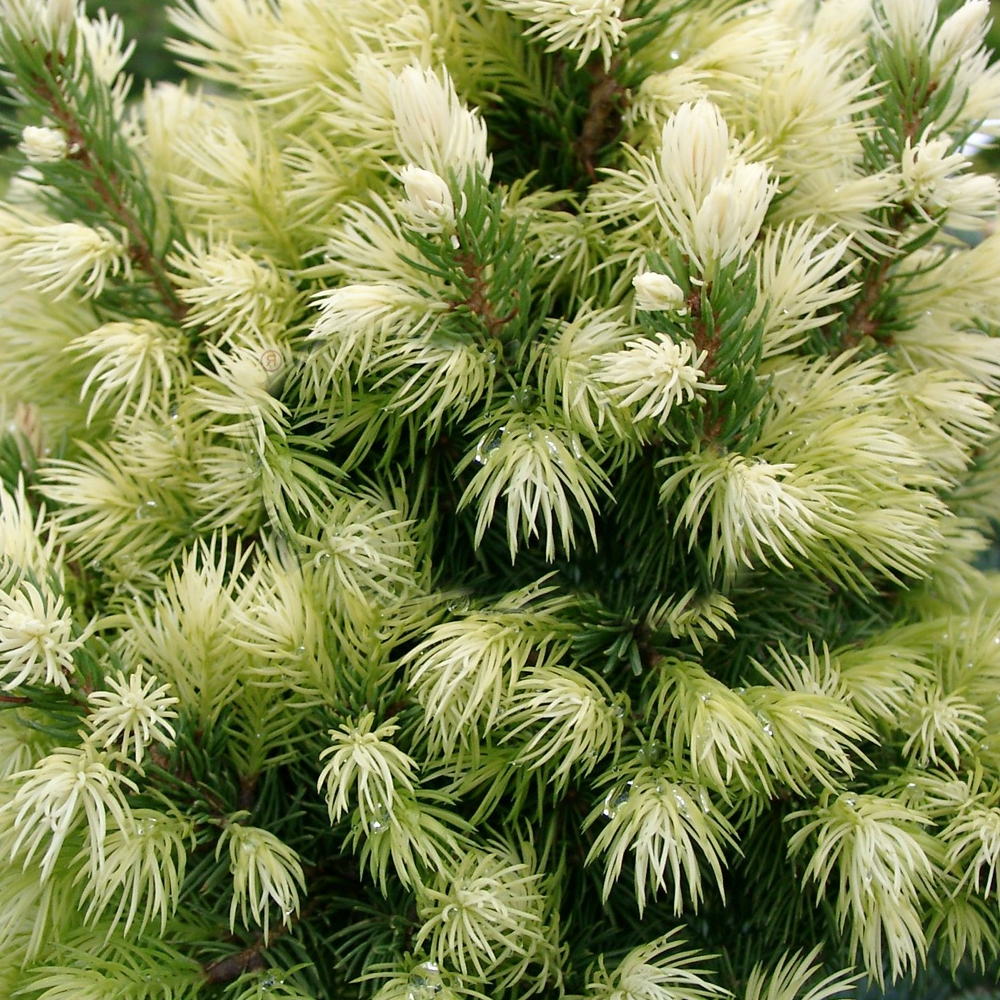 Picea glauca 'Daisy's White' Compact Evergreen Conifer Garden Plant | 9cm Pots