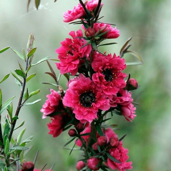 TEA TREE LEPTOSPERMUM RED DAMASK PLANT RED-PINK FLOWERS EVERGREEN SHRUB 9CM POT