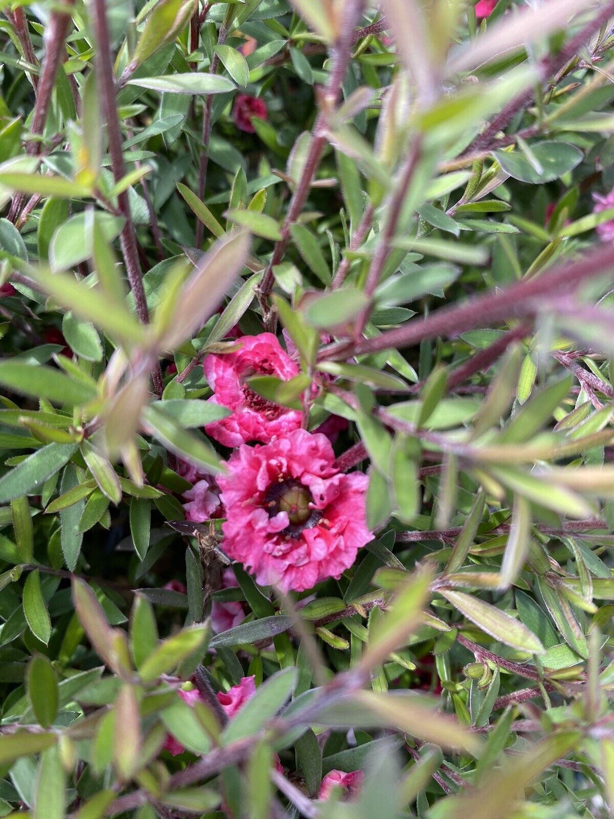 TEA TREE LEPTOSPERMUM RED DAMASK PLANT RED-PINK FLOWERS EVERGREEN SHRUB 9CM POT