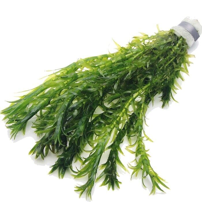 10 x Elodea Densa Oxygenating Pond Water Aquarium Live Plants Egeria