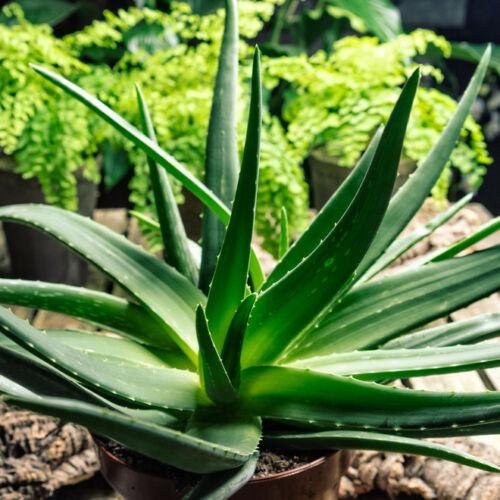 ALOE VERA Viable Seeds - Medicinal Plant - UK Stock