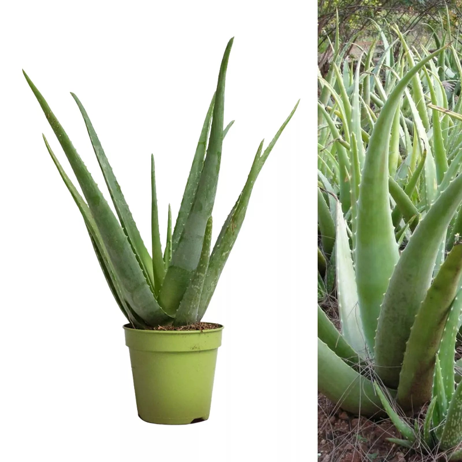 Aloe Vera Succulent Plant - 25-30cm In Height Inc Pot - Perfect for Beginners