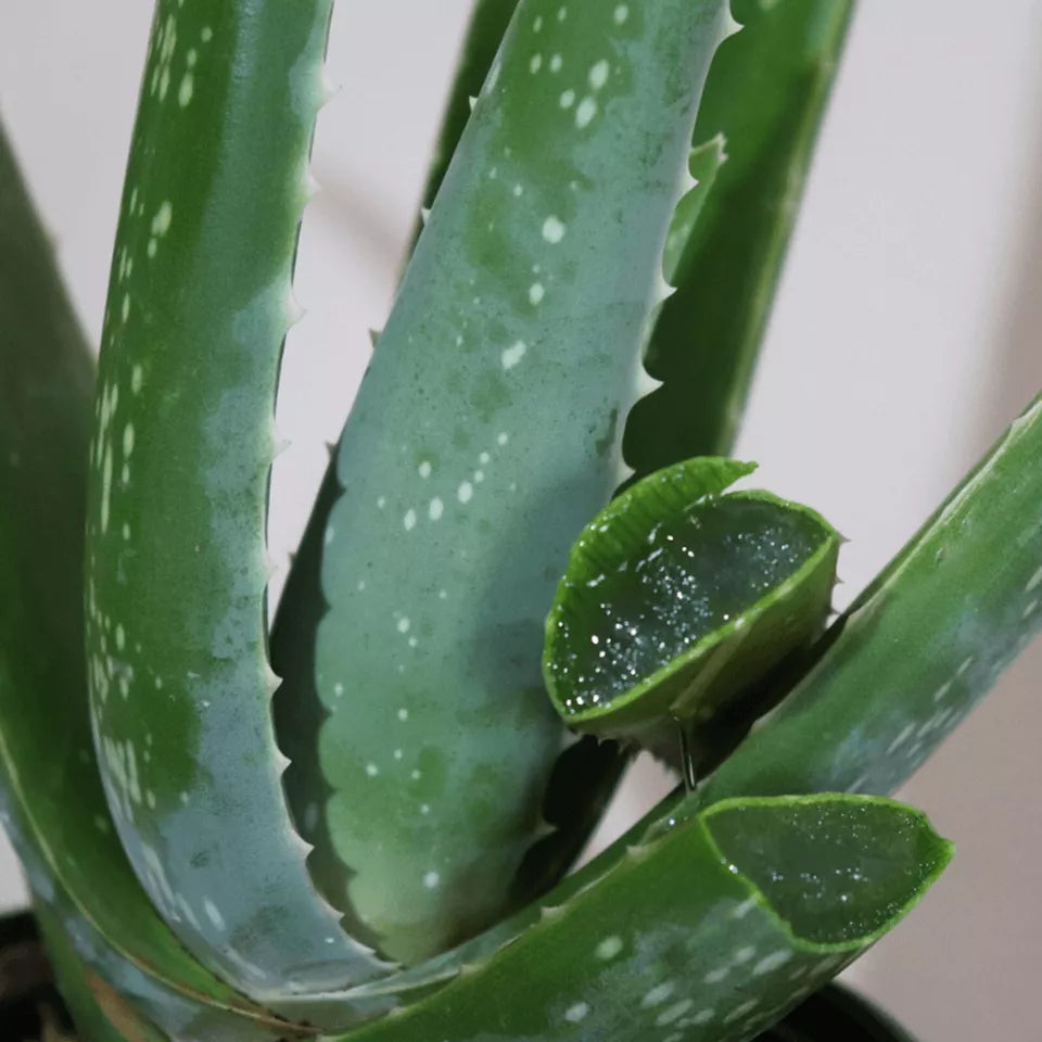 Aloe Vera Succulent Plant - 25-30cm In Height Inc Pot - Perfect for Beginners