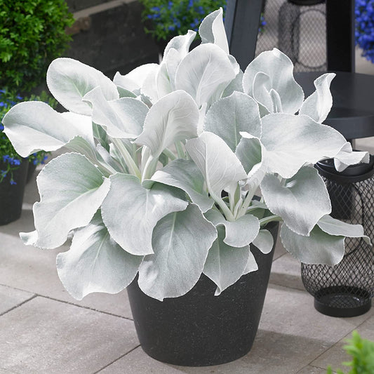 Senecio Angel Wings | Striking Evergreen Perennial | Flowering Garden Plant (10-20cm Incl. Pot)