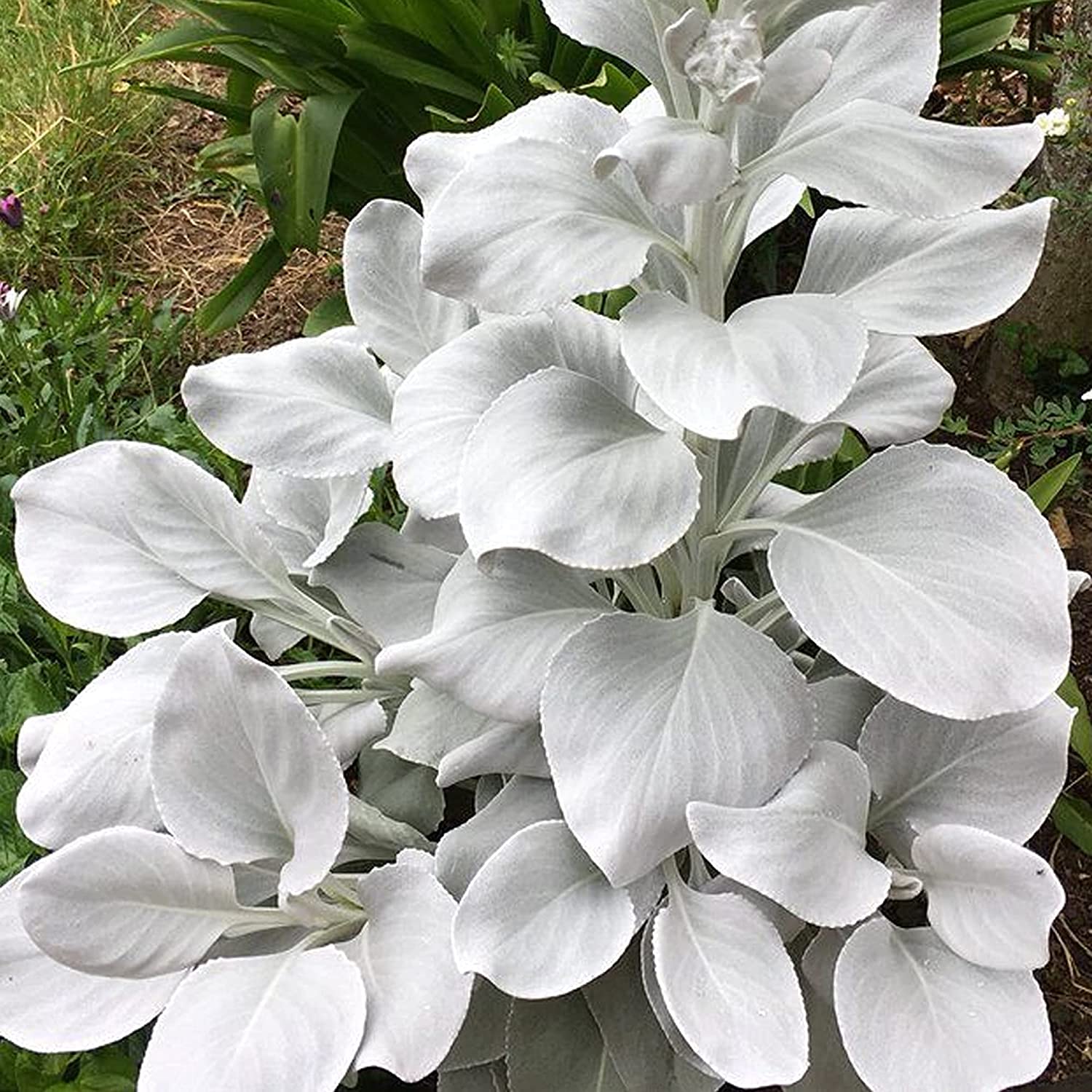 Senecio Angel Wings | Striking Evergreen Perennial | Flowering Garden Plant (10-20cm Incl. Pot)