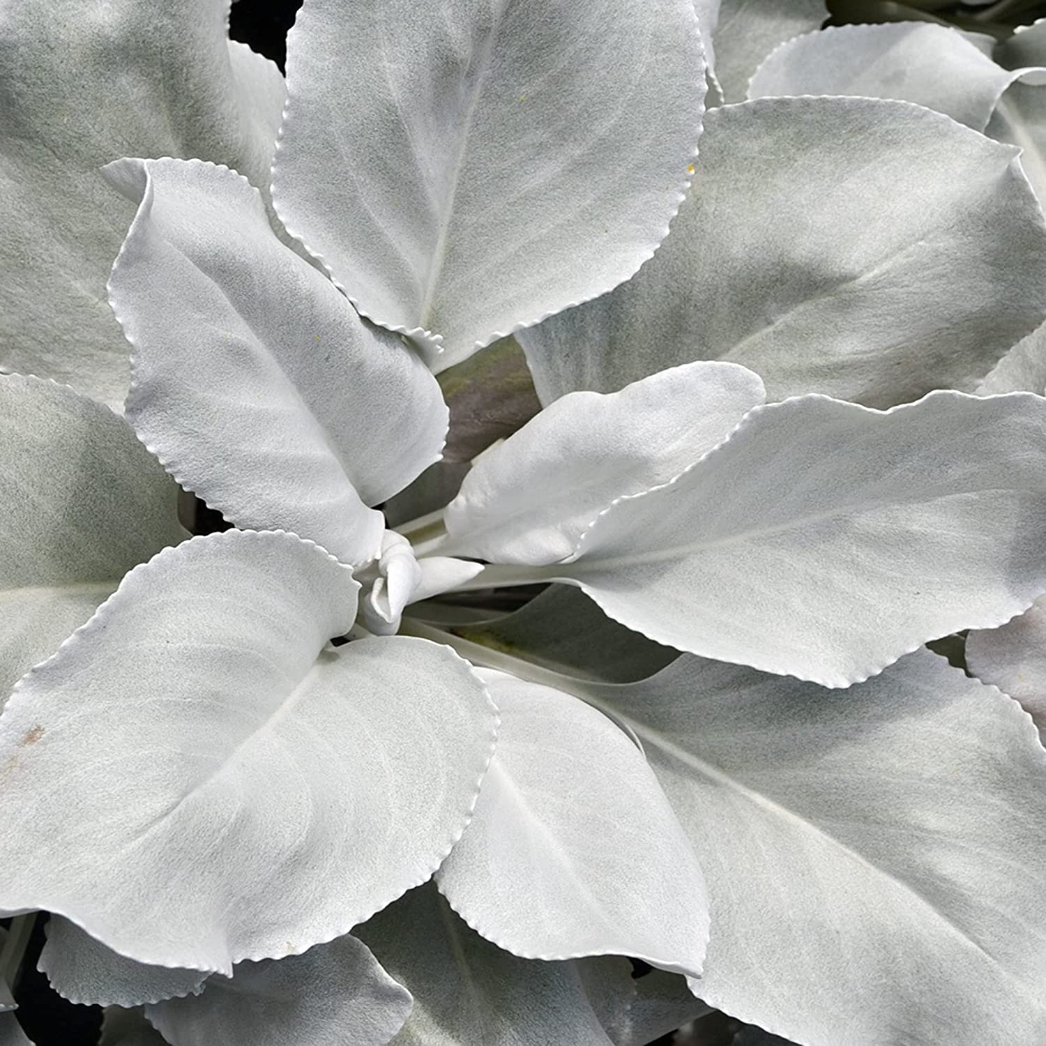 Senecio Angel Wings | Striking Evergreen Perennial | Flowering Garden Plant (10-20cm Incl. Pot)