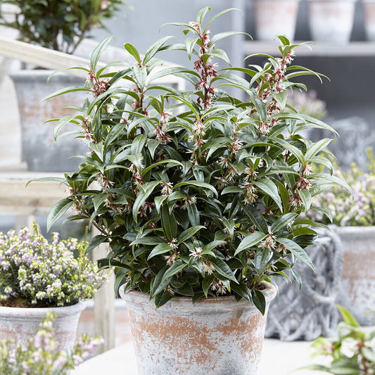 Sarcococca hookeriana 'Winter Gem' plant 15cm pot evergreen Christmas sweetbox