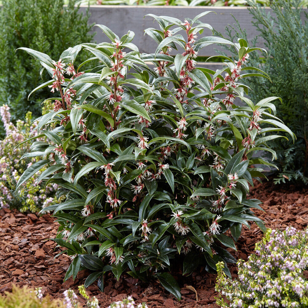 Sarcococca hookeriana 'Winter Gem' plant 15cm pot evergreen Christmas sweetbox