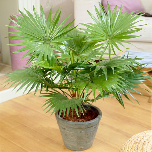 Decorative Indoor Plant 'Livistona Tropical Palm' Ideal Giftplant in 12cm Pot