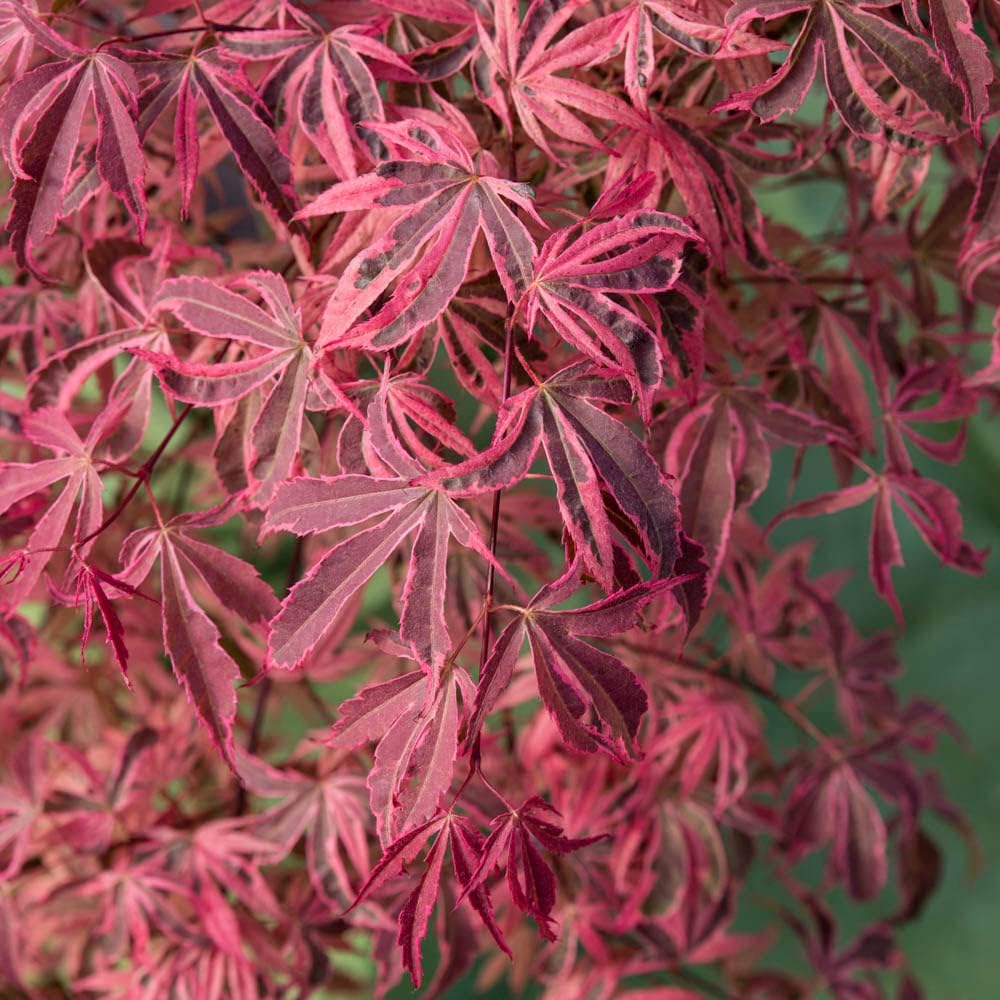 Acer Palmatum 'Shirazz' Japanese Maple Tree 3L Pot 25-30cm