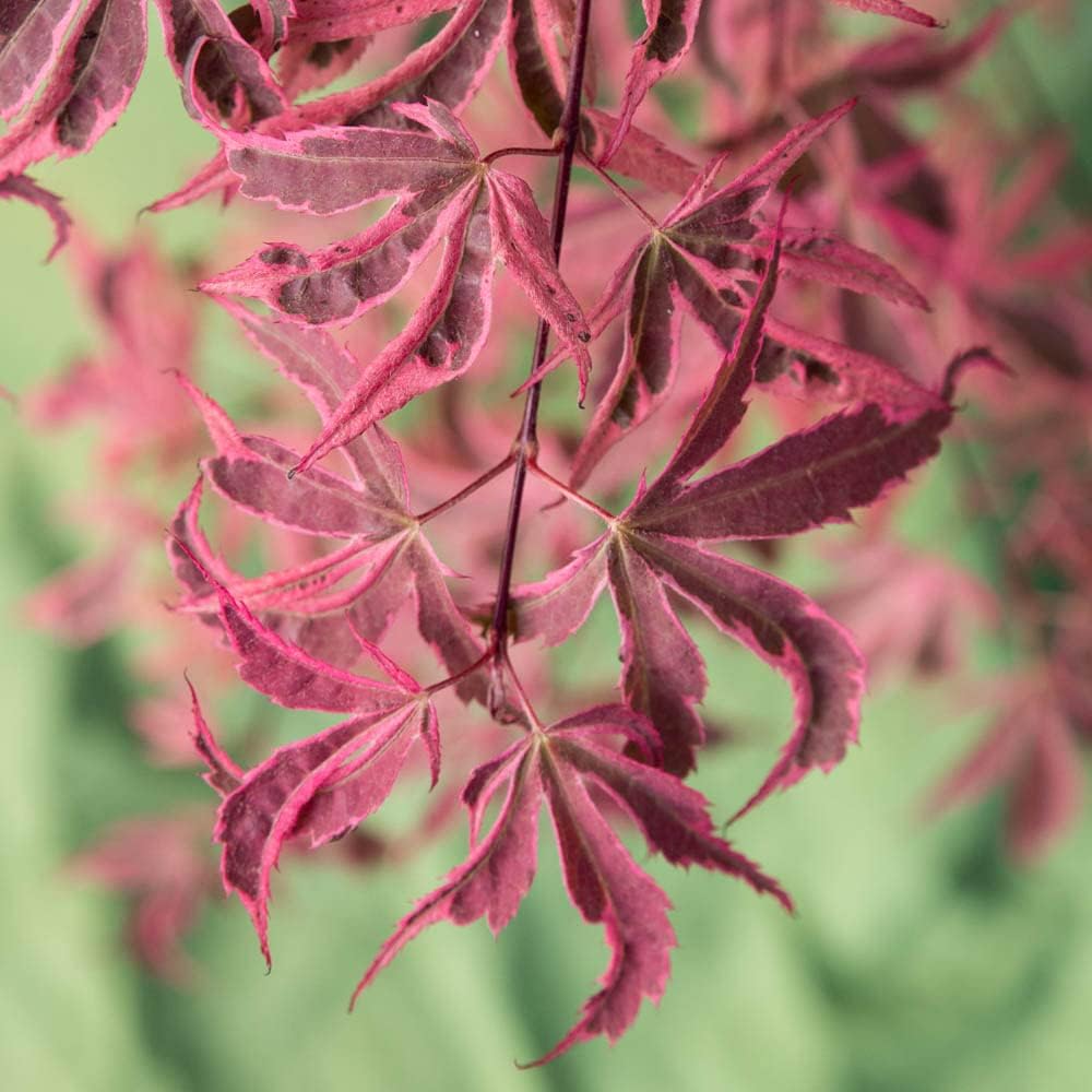 Acer Palmatum 'Shirazz' Japanese Maple Tree 3L Pot 25-30cm