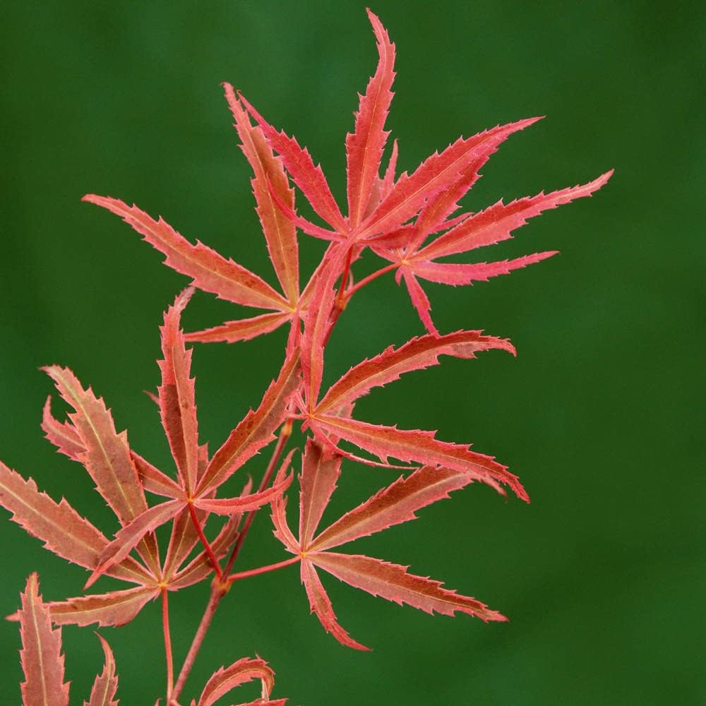 Acer Palmatum 'Shirazz' Japanese Maple Tree 3L Pot 25-30cm