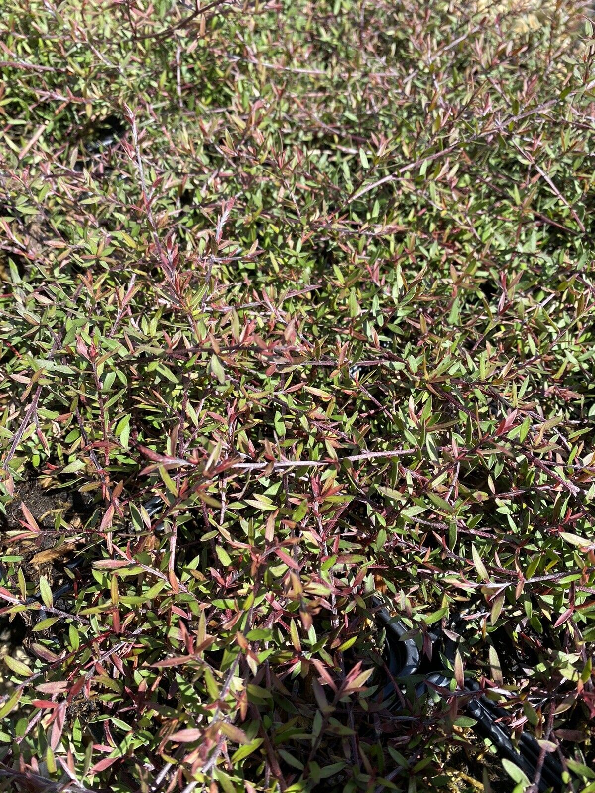 TEA TREE LEPTOSPERMUM RED DAMASK PLANT RED-PINK FLOWERS EVERGREEN SHRUB 9CM POT