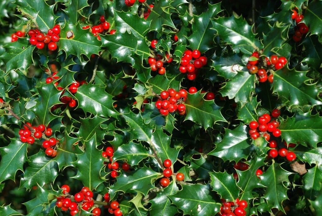 Holly Hedging Plants 2-3ft Native Evergreen Ilex Aquilfolium Fast Growth