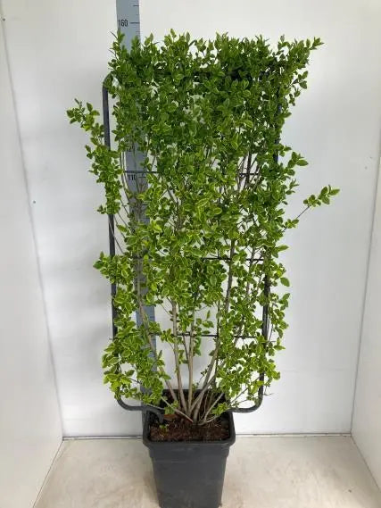 Golden Privet Hedging – Ligustrum Ovalifolium Aureum Instant Screen 110-130CM 5x Instant Screens