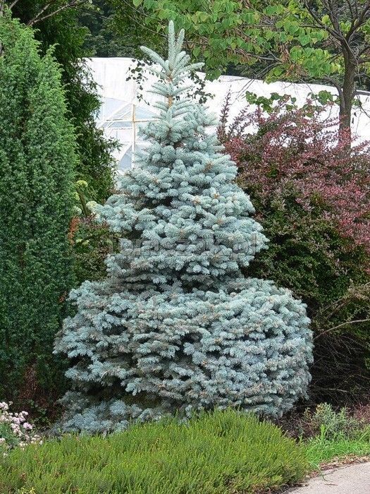 3 Blue Spruce Xmas Trees,Picea Pungens Glauca 30-40cm Lovely Blue Pine Needles