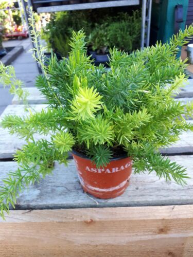 1 Asparagus Fern Sprengeri Trailing House Office Plant in 12cm pot.