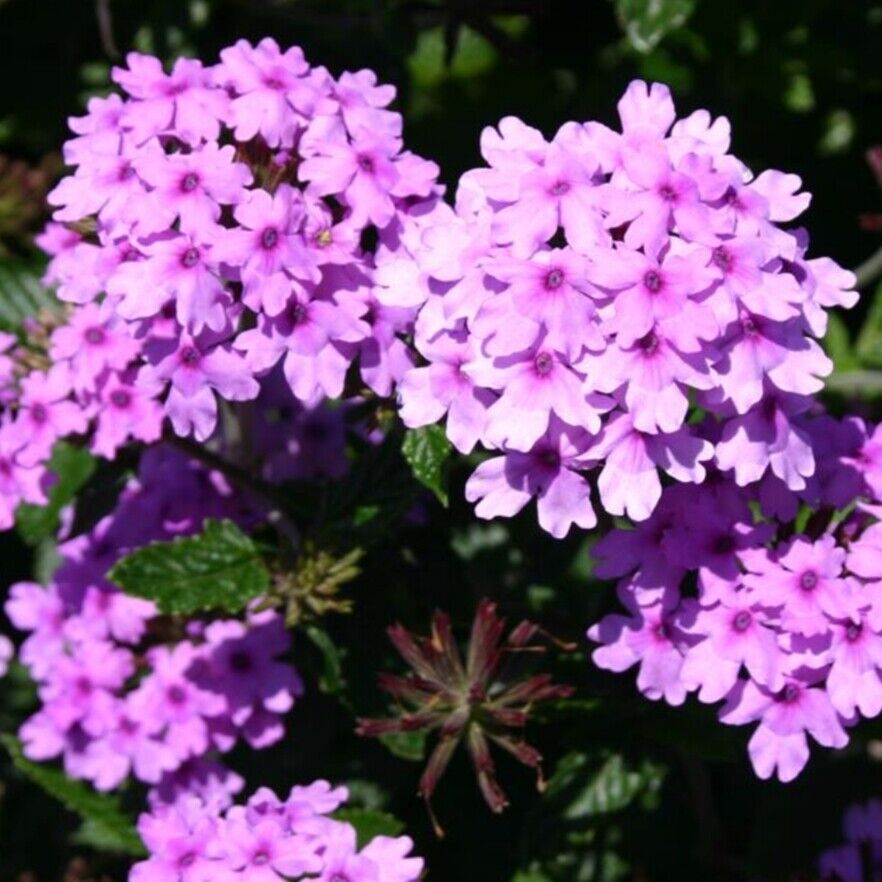 Verbena plug plants lavender flower garden perennial pot patio planter pack of 3