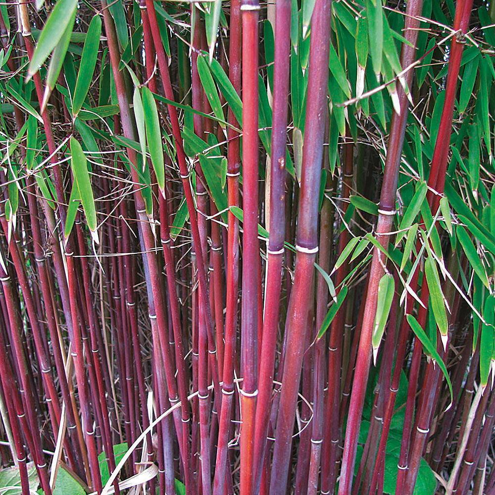 Red Umbrella Bamboo Hardy Garden Plants Easy to Grow 9cm Potted Plant