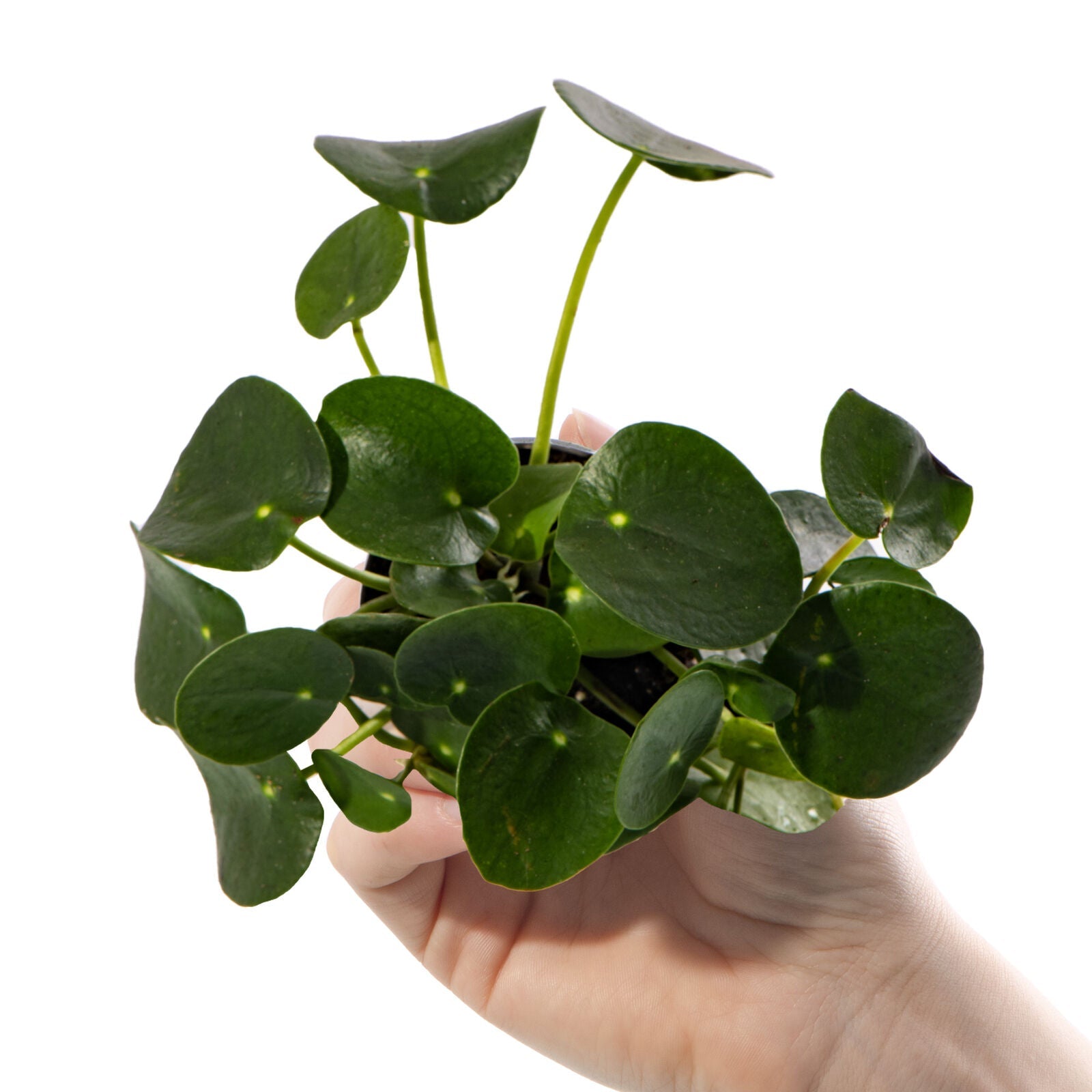 Pilea Peperomioides Small Indoor Baby Chinese Money Plant Gift Houseplant in Pot