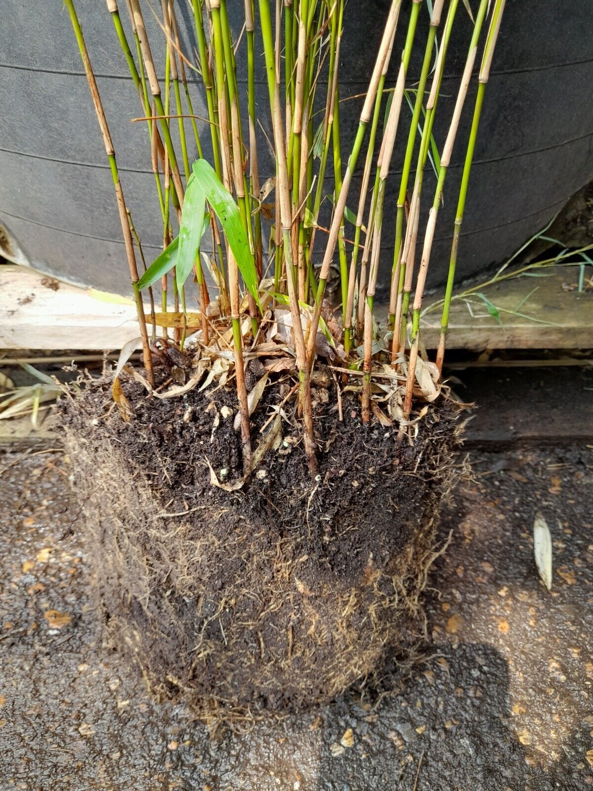 Bamboo FARGESIA RUFA LIVE Plant JUMBO CLUMP MULTIPLE STEMS Clumping bamboo