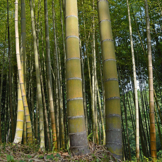 GIANT MOSO BAMBOO Viable 10 Seeds