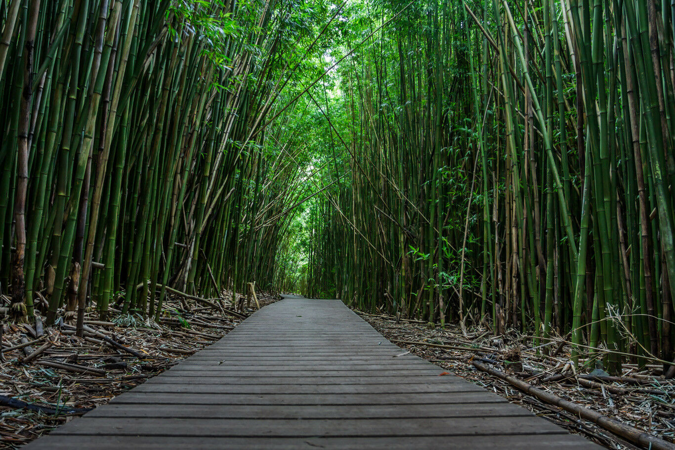 GIANT MOSO BAMBOO Viable 10 Seeds