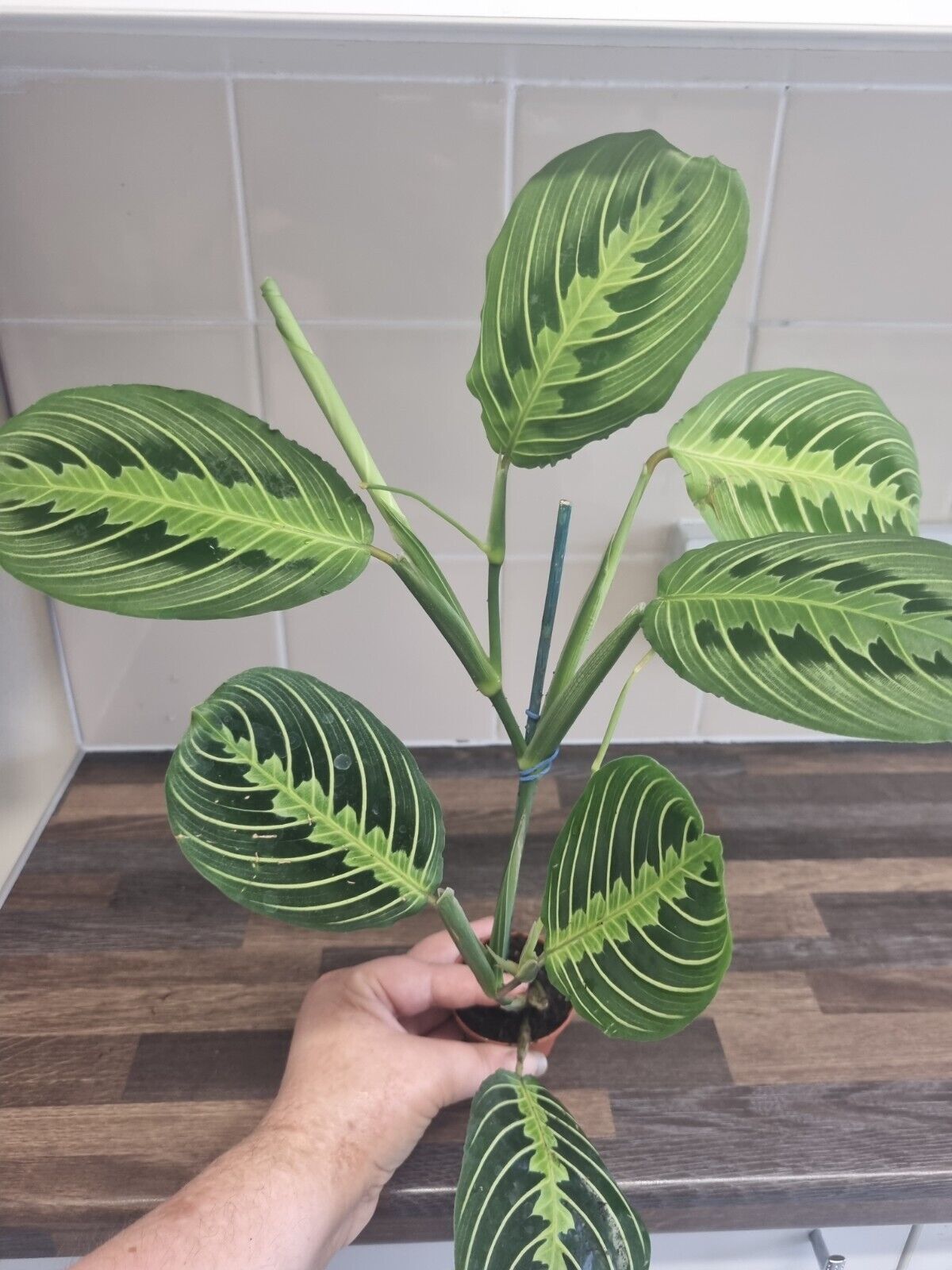 Maranta Lemon Lime | Sent Bare Rooted | Maranta Facinator | Prayer Houseplant L.