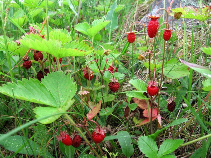 20 X Russian Wild Strawberry Plants! Berries All Year Round!