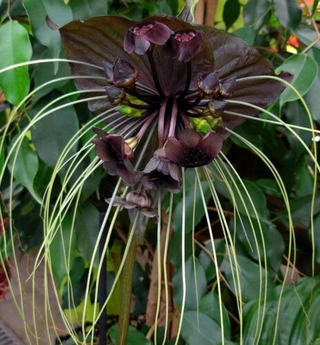 Funny Rare Black Bat Tacca Chantrieri Whiskers Flower Seeds Garden Unusual 10 seeds