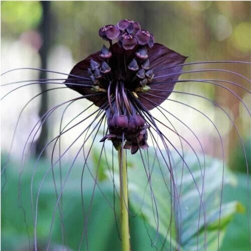 Funny Rare Black Bat Tacca Chantrieri Whiskers Flower Seeds Garden Unusual 10 seeds