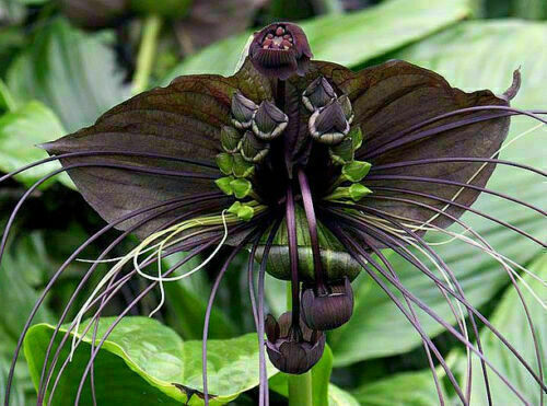 Funny Rare Black Bat Tacca Chantrieri Whiskers Flower Seeds Garden Unusual 10 seeds