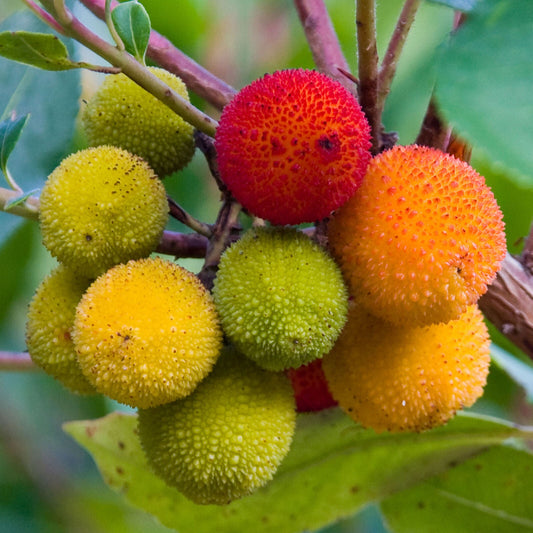 Arbutus Unedo - Strawberry Tree | Vibrant Edible Potted Garden Fruit Shrub 20-30cm including pot