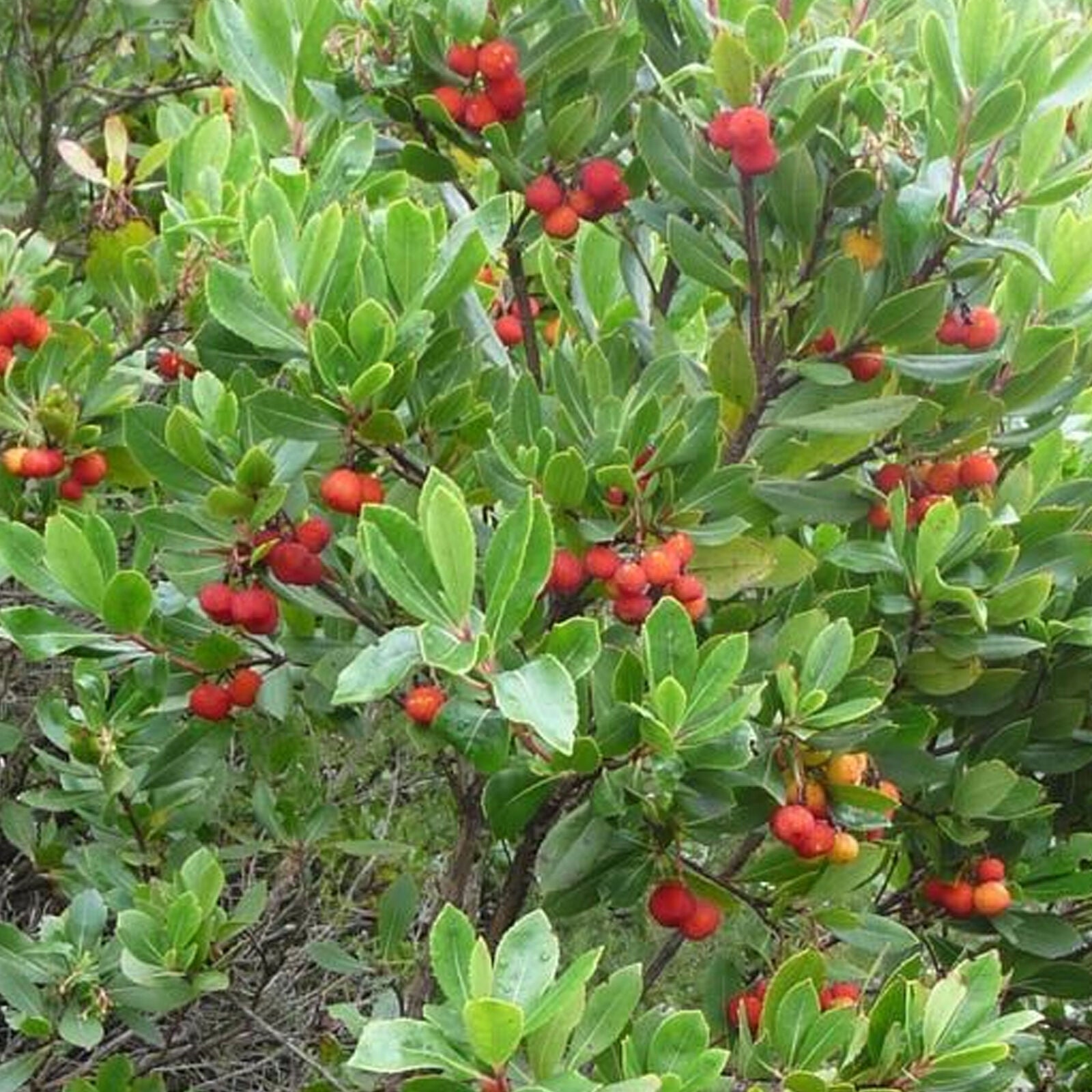 Arbutus Unedo - Strawberry Tree | Vibrant Edible Potted Garden Fruit Shrub 20-30cm including pot