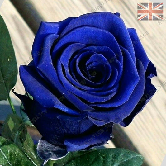 Rare Blue Rose Flower Seeds Garden Plants  20x Viable Seeds