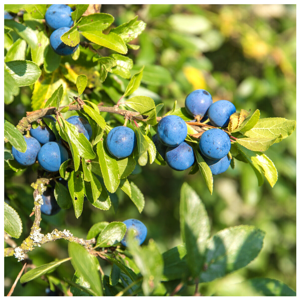 25 Blackthorn Hedging 2-3ft, Prunus Spinosa,Native Flowering Sloe Berry Hedge