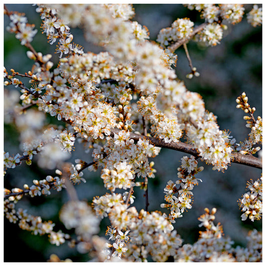 25 Blackthorn Hedging 2-3ft, Prunus Spinosa,Native Flowering Sloe Berry Hedge